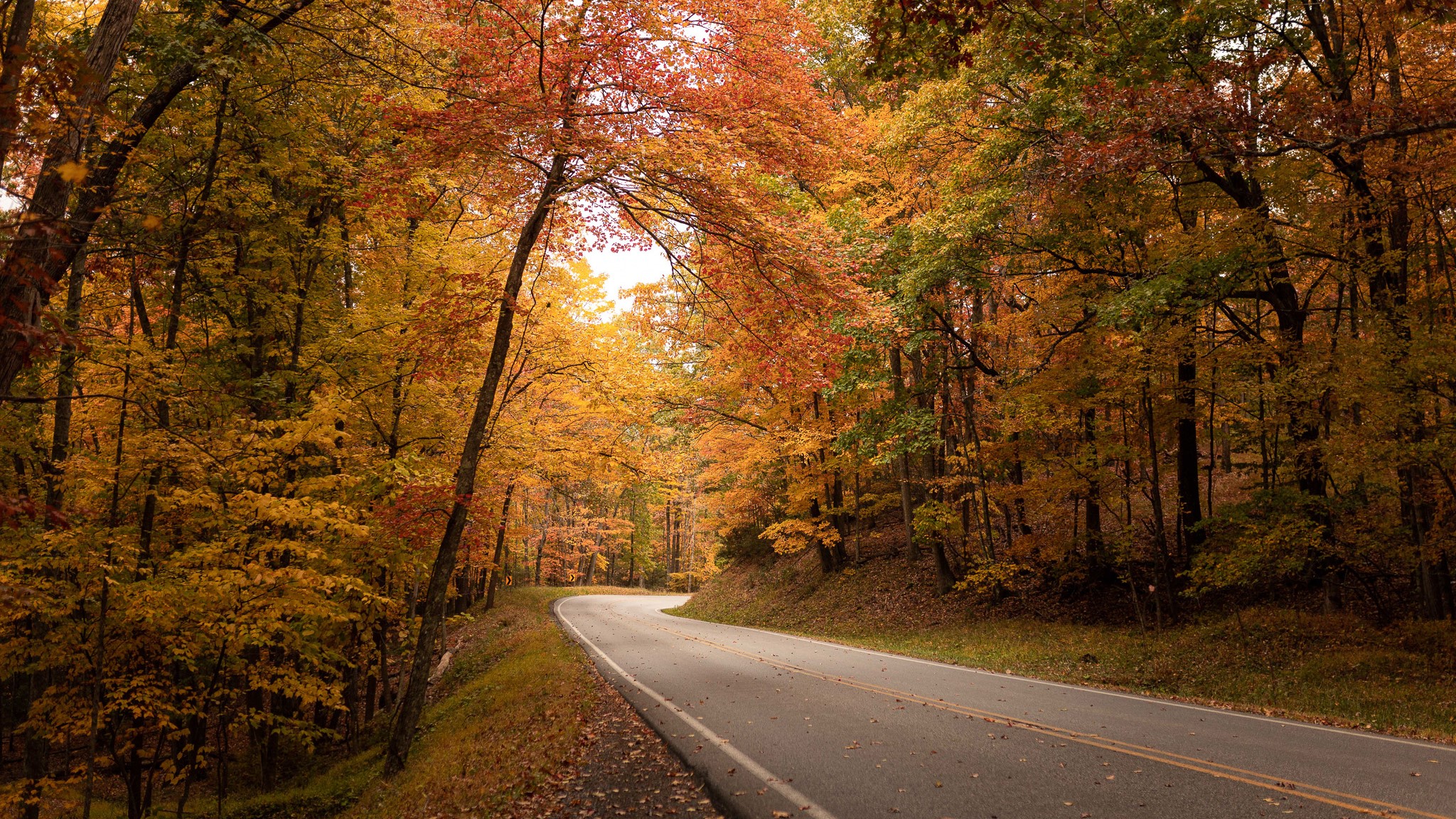 Fall foliage on the Blue Ridge Parkway