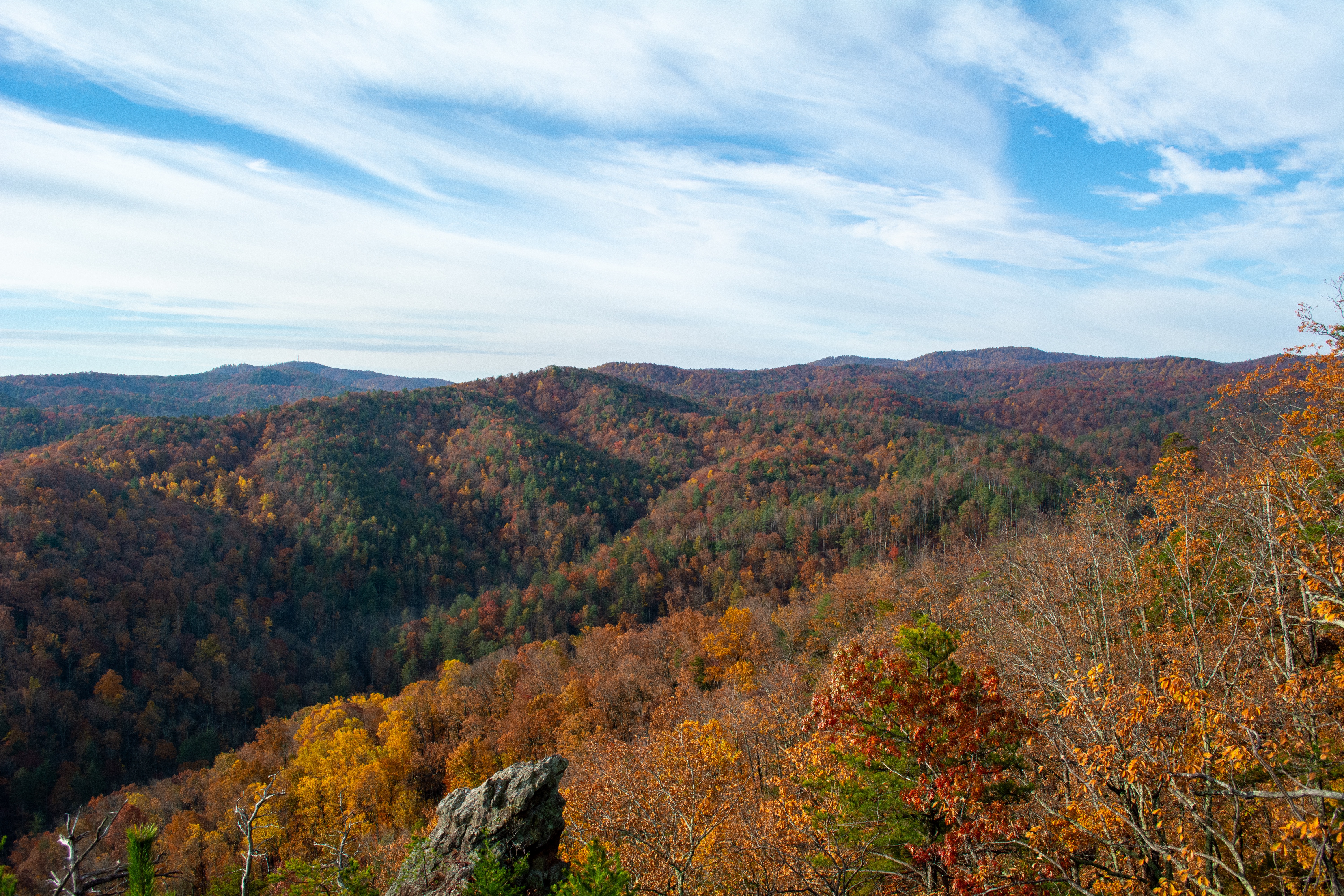 A late-autumn landscape with bare branches and fallen leaves